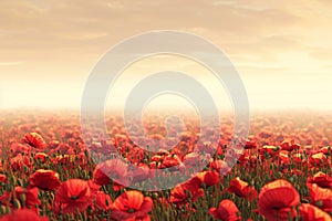 Banner with a field of bright red poppies in full bloom on a sunny background, symbol for remembrance, memorial, anzac