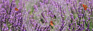 Banner field of lavender and butterflies summer day. Copy space