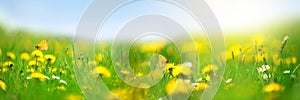 Banner 3:1. Field with yellow dandelions against blue sky and sun beams. Spring background. Soft focus
