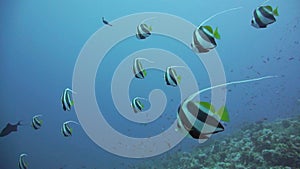 Banner-fish at the Red Sea coral reef