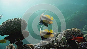 Banner-fish at the Red Sea coral reef