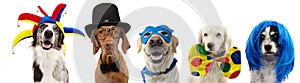 Banner five dogs celebrating carnival, halloween, new year wearing clown hat, bowtie, blue wig, mask and cape costume. Isolated on