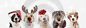 Banner five dogs celebrating christmas holidays wearing a red santa claus hat, reindeer antlers and red present ribbon. Isolated photo