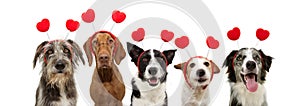 Banner five group dogs puppy love celebrating valentine`s day with a red heart shape diadem. Isolated on white background