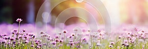 banner of a flower meadow with purple flowers