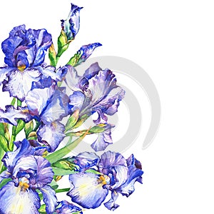 Banner with flowering blue and violet Iris.
