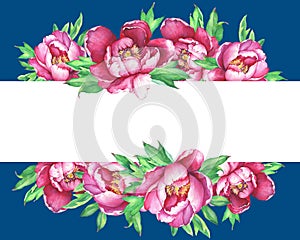 Banner with flowering pink peonies, isolated on blue background.