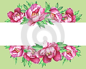 Banner with flowering pink peonies, isolated on green background.