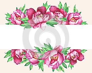 Banner with flowering pink peonies, isolated on peach background.