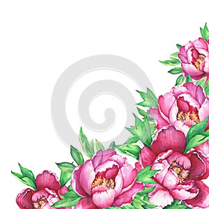 Banner with flowering pink peonies, isolated on white background.