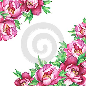 Banner with flowering pink peonies, isolated on white background.