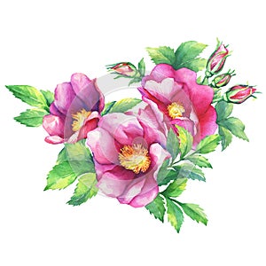 Banner with flowering pink roses names: dog rose, rosa canina, Japanese rose, Rosa rugosa, sweet briar, eglantine, isolated on w