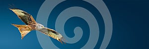Banner with flying Red kite Milvus milvus bird with full wingspan isolated at blue gradient background with copy space, closeup