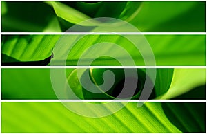 Banner - four natural leaf
