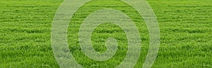 Banner with fresh green grass. Texture of green grass. Background with grass suitable design banners for different sports.