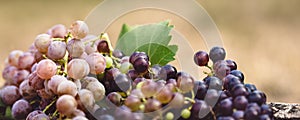 Banner, fresh organic grapevines with copyspace, vitis vinifera