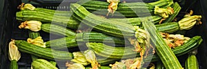 Banner of fresh zucchini with flowers on the counter in a supermarket, market, greengrocery.