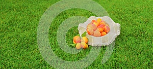 Banner freshly harvested apricots fruit on green grass background. Bunch of ripe organic apricots banner. Local produce harvest