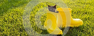 Banner Funny black kitten sitting in yellow boot on grass copy space. Cute image concept for postcards calendars and