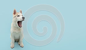 Banner funny siberian husky puppy dog openning its mouth. Isolated on blue colored backgorund photo