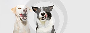 Banner funny two dogs licking its nose with tongue out. Isolated on gray background