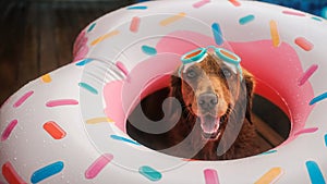 A banner with a Golden Retriever dog in a swimming goggles next to the pool