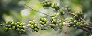 Banner Green coffee bean berry plant with sunlight. Panorama Fresh raw seed coffee tree growth in eco organic farm morning time.