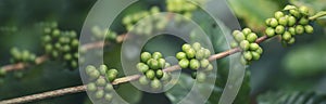Banner Green coffee bean berry plant with sunlight. Panorama Fresh raw seed coffee tree growth in eco organic farm morning time.