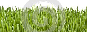 Banner Green Grass Background