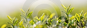 Banner Green tea tree leaves camellia sinensis organic farm sunlight. Panorama Fresh young tender bud herbal farm in morning.