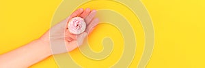 Banner with hand hold pink rose flower on a yellow background.