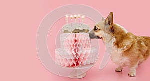 Banner happy birthday. Corgi puppy dog celebrating birthday or anniversary with a paper cake. Isolated on pink pastel background