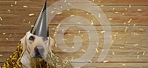 BANNER HAPPY DOG CELEBRATING BIRTHDAY, NEW YEAR OR ANNIVERSARY PARTY  AGAINST WOODEN BACKGROUND WITH GOLDEN