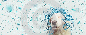 Banner happy dog present for new year, carnival,  christmas, birthday or anniversary, wearing a blue serpentines on head. isolated