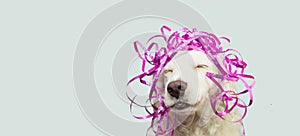 Banner happy dog present for new year, carnival,  christmas, birthday or anniversary, wearing a pink serpentines on head. 