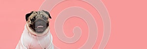 Banner of Happy Dog smile on pink background,Cute Puppy pug breed