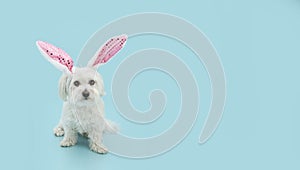 Banner happy easter dog spring. Maltese puppy wearing bunny ears. Isolated on blue colored background