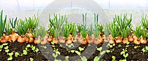 Banner of the harvest background with onion bulb, closeup. Onion plants row growing on field, close up. Onions harvest