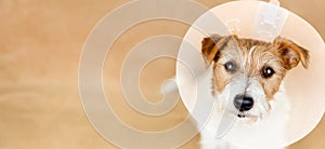 Banner of a healthy recovering dog wearing funnel collar after spaying surgery