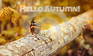 Banner hello autumn. New month. Greeting card. Golden autumn. The text in the photo. Seasons . A butterfly sits on a tree. Insect