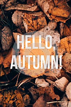 Banner hello autumn . A new season. Welcome card. September, October, November. Autumn leaves.