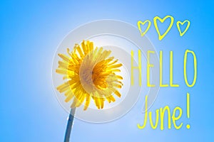 Banner hello june. New season . Welcome card Photo with a flower. Yellow flower. Yellow dandelion against the blue sky. Blue sky photo