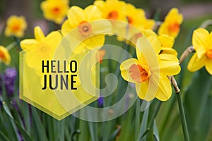 Banner hello june. New season . Welcome card Photo with flowers. Yellow flowers. Spring flowers. Flower narcissus