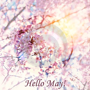 Banner Hello May. Picture with flowers. Text on a background of flowers. Hi spring. Cherry blossoms. Pink flowers. Background of