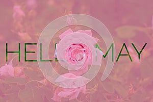 Banner hello may. Welcome picture. New month. Warm month. the month of May. Spring month