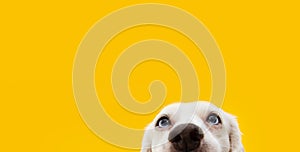 Banner hide funny surprised dog puppy  isolated on yellow background