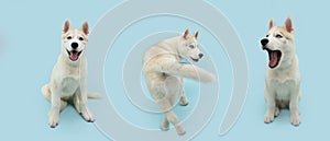 Banner husky puppy dog walking backwards and looking at camera. Isolated on blue pastel background