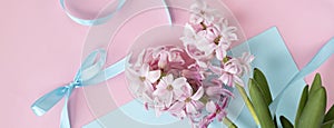 banner with hyacinth flowers on pastel blue and pink colors with blue ribbon with copy space. Spring coming concept