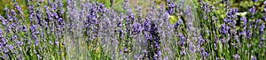 Banner Lavender flowers with yellow butterfly in a soft focus, pastel colors and blur background. Violet lavande field