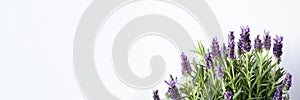 Banner with lavender,violet flowers, herbals, gardening, copy space